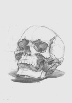 a pencil drawing of a skull on a white background