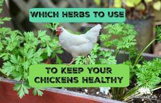 a white chicken standing on top of a wooden planter filled with green leaves and plants