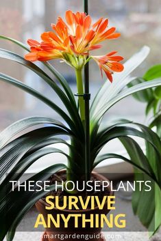 an orange flower sitting on top of a potted plant next to a window with the words 25 beautiful houseplants anyone can grow