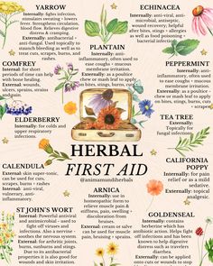 Herbs For Beginner Herbalist, Topical Herbal Remedies, Herbal Drawings Botanical Prints, Herbal Remedy Recipes, Herbal Nervines, Herbs For Medicine, Herbs For Lungs, Herbs For Women, Herbs For Skin