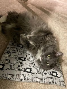 a gray cat laying on top of a rug