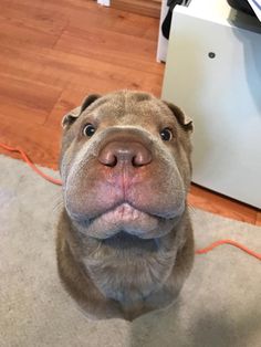 a brown dog sitting on top of a hard wood floor