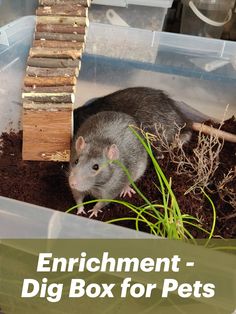 a rodent sitting in a plastic container with dirt and grass around it, next to the words enrichment - dig box for pets