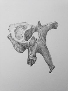 a pencil drawing of an animal's skull and bones