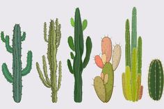 a group of cactus plants on a white background