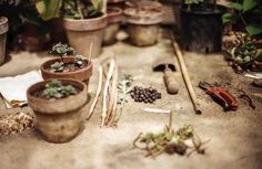 there are many potted plants and tools on the ground in front of each other