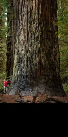 a man standing next to a large tree in the forest with his back turned towards the camera