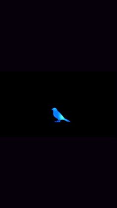 a small blue bird sitting on top of a black surface in the dark night sky