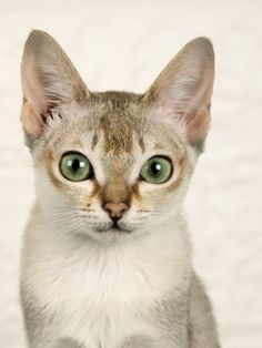 a close up of a cat with green eyes