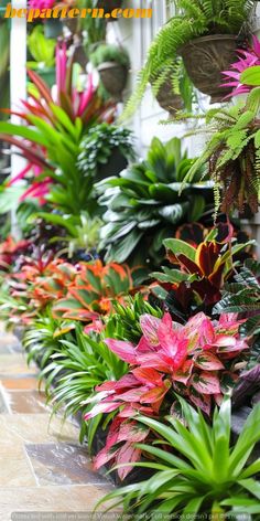 many different types of plants in pots on the ground