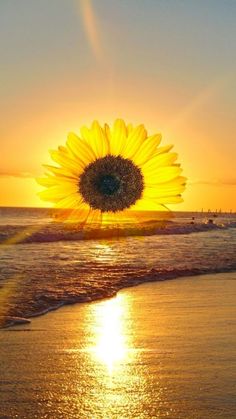 a large sunflower sitting on top of a beach next to the ocean at sunset