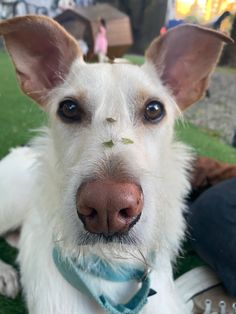 a close up of a white dog wearing a blue collar and looking at the camera