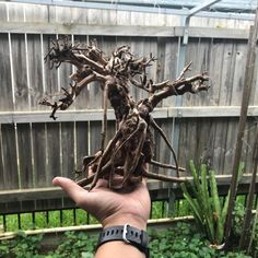 #bonsais #bonsai #bonsailovers #bonsaitree #bonsaiart #bonsaiworld #driftwood #driftwoodart #drifting #handmade #drift #art #nature #driftcar #aquarium #beach #driftwooddecor #homedecor #e #wood #aquascape Driftwood Aquarium, Aquarium Shop, Aquarium Accessories, South East Asia, Fish Tank Decorations, Aquascaping