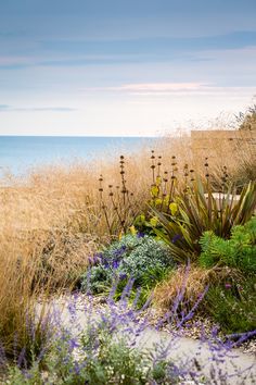 some plants and flowers by the ocean on a sunny day with blue skies in the background