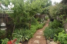 a garden with lots of plants and trees