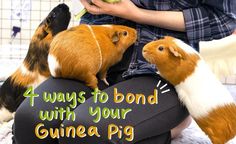 three guinea pigs sitting on top of each other with the words 4 ways to bond with your guinea pig