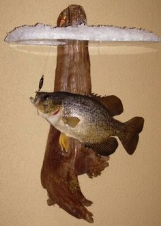 a fish hanging from a hook on a wall