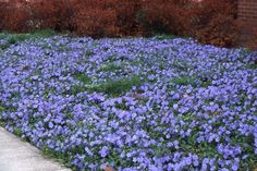 purple flowers growing on the side of a road next to a sidewalk with a fire hydrant