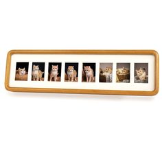 a wooden frame with five pictures of cats in them and the bottom one is white