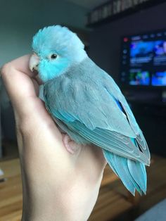 a small blue bird sitting on top of someone's hand in front of a tv