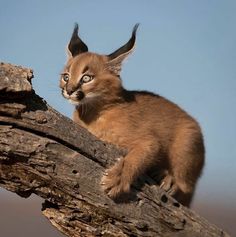 a small brown cat sitting on top of a tree branch