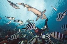 a large group of fish swimming in the ocean near some corals and other marine life