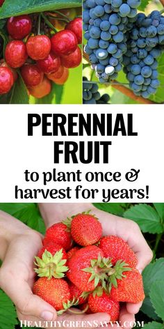 the words perennial fruit to plant once & harvest for years are in front of images of berries