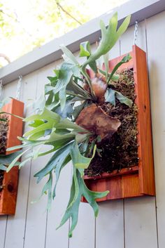 some plants that are hanging on the side of a building with wood and grass in them