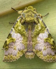 a green and white moth sitting on top of a wooden surface