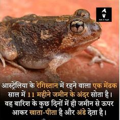 a frog sitting on top of a rock with the caption in english and an image of