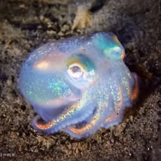 an octopus is sitting on the ground with its head turned to look like it's floating