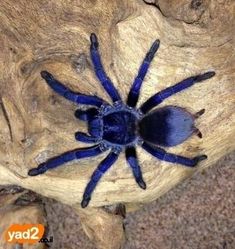 a large blue spider sitting on top of a wooden log next to a tree trunk