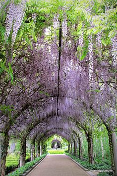 the walkway is lined with purple flowers and green trees on both sides, leading to an archway