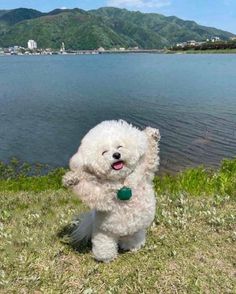 a small white dog standing on top of a grass covered field next to a body of water