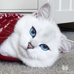 a white cat with blue eyes is laying on the floor next to a red blanket