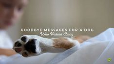 goodbye-message-to-my-dog-social | Birthday Wishes Expert Message For Dog Died, Dogs In Heaven Quotes, Dead Dog Quotes, Rip Dog Quotes, Saying Goodbye To A Pet, Farewell Caption, Passing Quotes