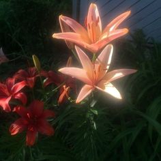 some orange and red flowers in the grass