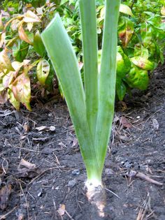 a green plant growing out of the ground