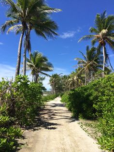 a dirt road surrounded by palm trees and bushes