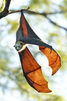 a bat hanging upside down on a tree branch