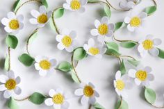 white and yellow flowers with green leaves on a white background, closeup shot from above