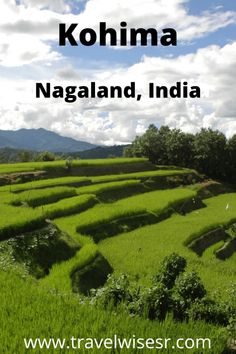 the words kohima, nagaland, india in front of an image of rice fields