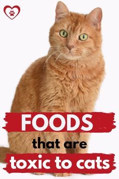 an orange cat with green eyes sitting in front of a red sign that says foods that are toxic to cats