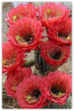 some red flowers are growing in the dirt