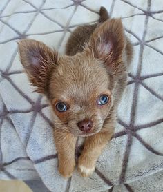 a small brown dog laying on top of a white blanket