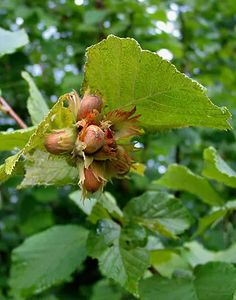 the leaves and buds of an apple tree