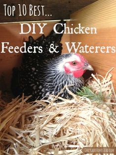 the top 10 best diy chicken feeders & waterers for chickens and roosters