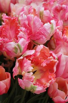 pink and red flowers with green stems in the middle