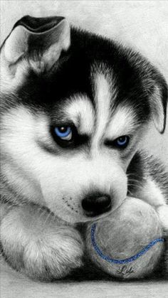 a black and white photo of a husky dog chewing on a tennis racquet