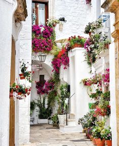 an alley way with potted plants and flowers on the wall, in front of a white building